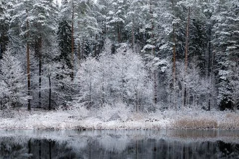 Snow-Draped Forest Reflected in Tranquil Winter Lake Stock Photos