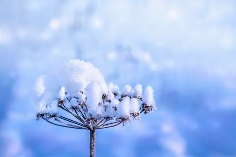 Snow on a dried twig Foto stock