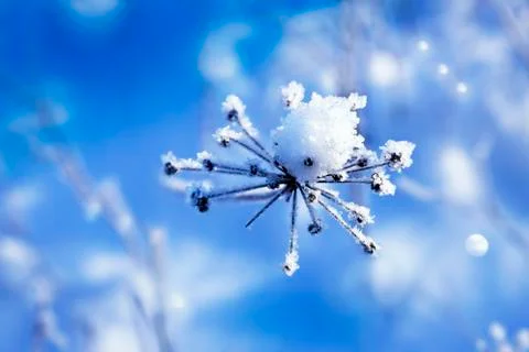 Snow on a dried twig Foto stock