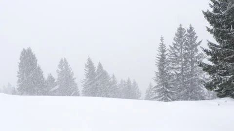 Snow drift during strong wind in front of trees Stock Footage 166363115