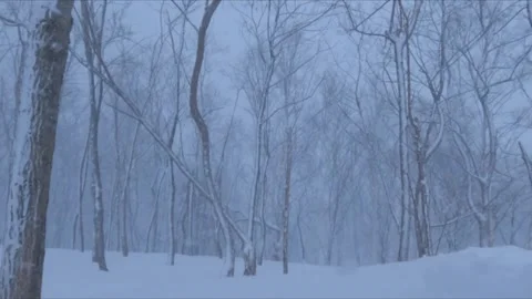 Snow drifting by swaying tree trunks in gloomy forest during storm Stock Footage 329170079