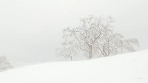 Snow drifting towards trees in strong winter blizzard wind on mountaintop Stock Footage 273643373