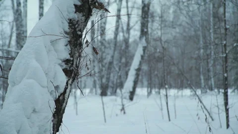 Snow Drifts in the Forest Stock Footage 100097047