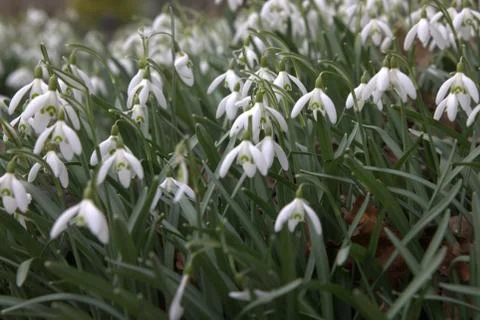 Snow Drop-2022 스톡 사진