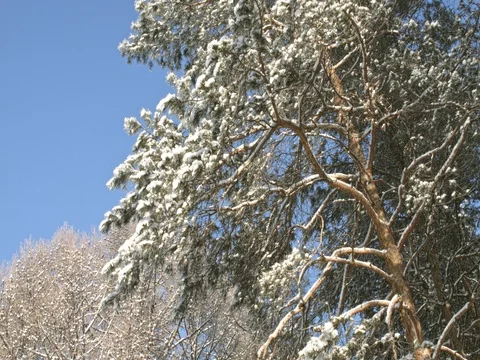 Snow is dropped from the high pine in the winter forest, on the backdrop of sky. 스톡 동영상 84700332