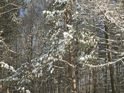Snow is dropped from the high pine in the winter forest. Soft morning sunlight Stock Footage 84700448