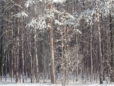 Snow is dropped from the high pine in the winter forest. Video stock 84701913
