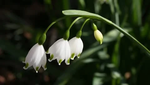 Snow drops flowers Stock Footage 11019671
