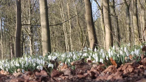 Snow drops in forest on crisp winters day Stock Footage 86288885
