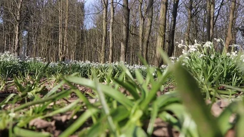 Snow drops in forest Stock Footage 86288868