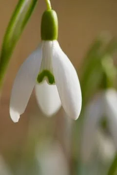 Snow drops Stock Photos