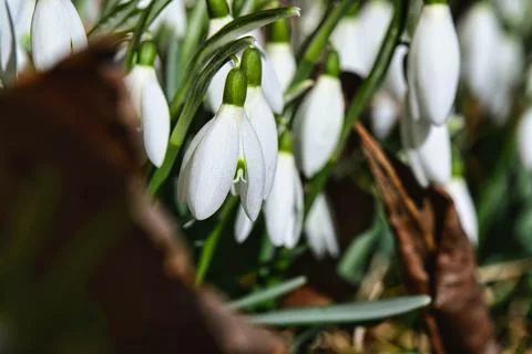Snow drops Stock Photos