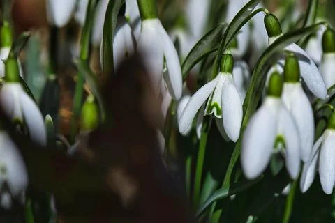 Snow drops Stock Photos