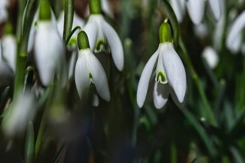 Snow drops Stockfoto's