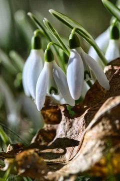 Snow drops Stock Photos