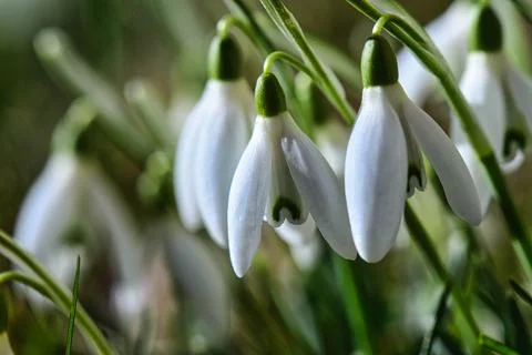 Snow drops Stock Photos