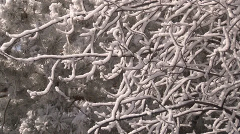 Snow drops from a tangle of tree branches. Stock-Footage 38053585