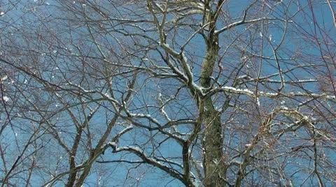 Snow drops from tree in sunshine Stock Footage 11017070