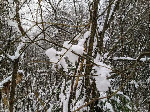 Snow on dry branches of a tree in the forest during the day Stock Photos