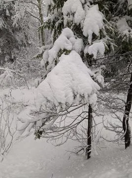 Snow on dry branches of a tree in the forest during the day Stock Photos