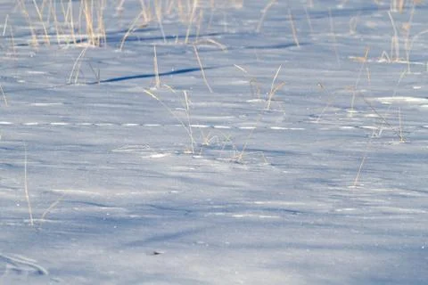 Snow dry grass Stock Photos