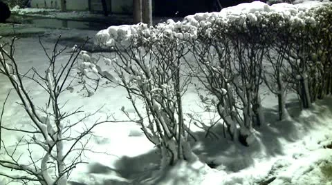 Snow during the night on a hedge Stock Footage 10734788