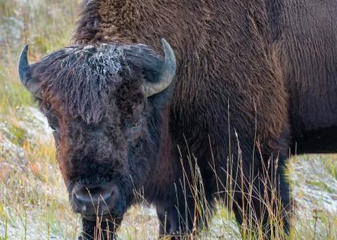 Snow-dusted Bison Stock Photos