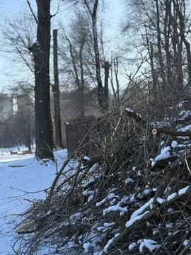 Snow-Dusted Branches in a Park Foto stock