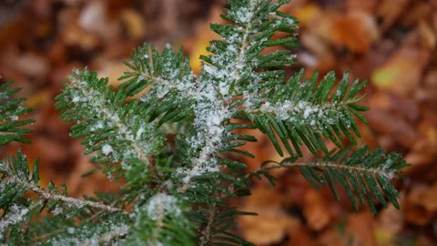 Snow-dusted evergreen sprig. Stock Footage 254213195