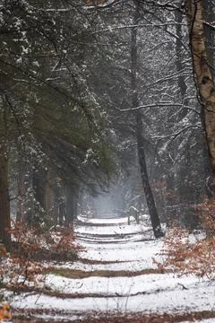 Snow-dusted forest path leading to a rustic wooden gate at dusk Stock Photos