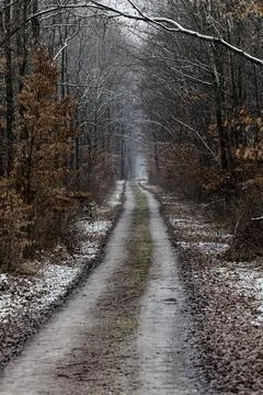Snow-Dusted Forest Path Through Bare Trees On Quiet Winter Trail With Dirt .. Stock Photos