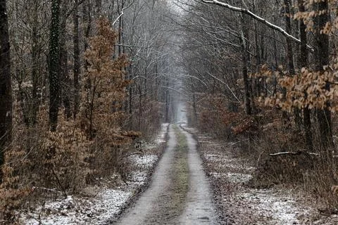 Snow-Dusted Forest Path Through Bare Trees On Quiet Winter Trail With Dirt .. Stock Photos