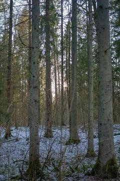 Snow Dusted Forest with Sunlight Filtering Through Trees Stock Photos