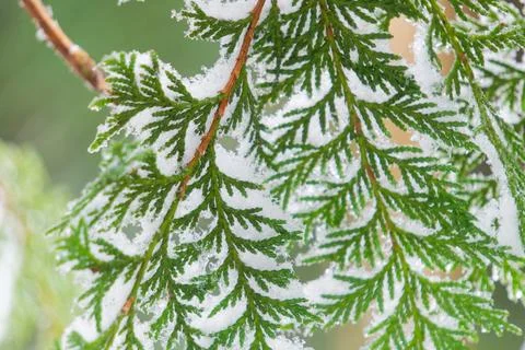 Snow-Dusted Green Cedar Branches Macro View Foto stock