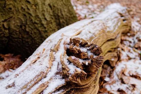 Snow-Dusted Log in a Winter Forest Stock Photos