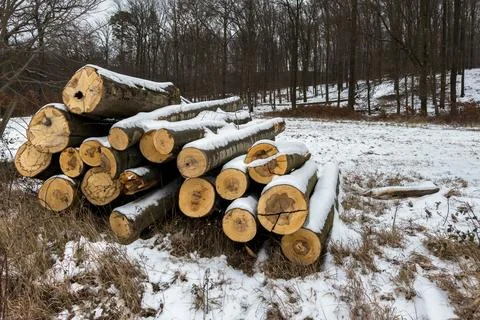 Snow-Dusted Logs in the Forest Stock Photos