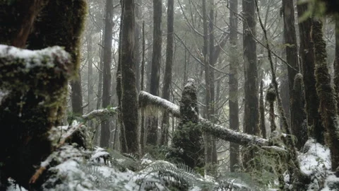 Snow-Dusted Mossy Cedar Forest in Misty Taiping Mountain Taiwan Stock Footage 332154665