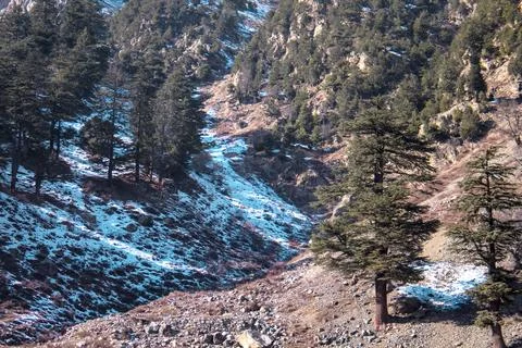 Snow-Dusted Mountain Path with Pine Trees and Rocky Slopes Stock Photos