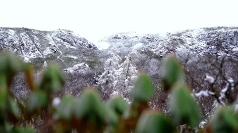 Snow-Dusted Mountains Through Green Foliage Stock Footage 339066832