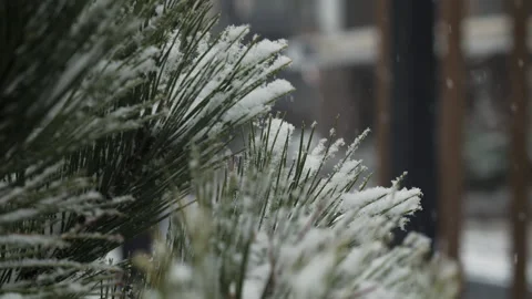 Snow dusted pine needles during light winter snowfall Stock Footage 327041504