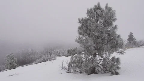 Snow dusted pine tree Stock Footage 100138032