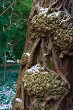 Snow-Dusted Tree Bark with Unique Growth Stock Photos