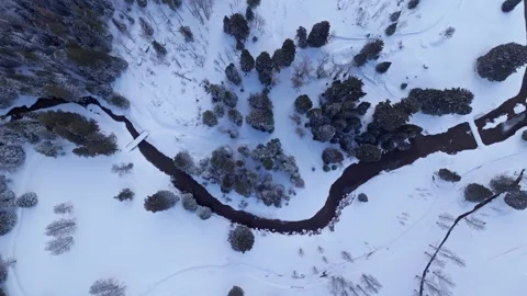 Snow-dusted trees form radial pattern in winter forest, aerial topdown Stock Footage 308453724