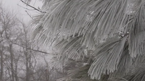 Snow dusting covered pine needles Stock Footage 100137343