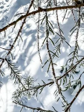 Snow Dusts Tips of Pine Needles in the Smokies Фото