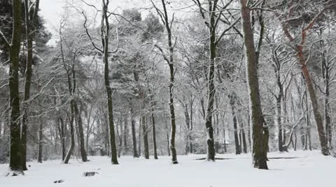 Snow in a dutch forest Stock Footage 22280464