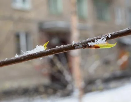 Snow in the early spring Stock Photos