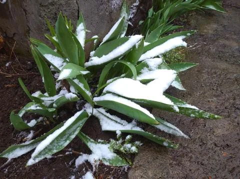 Snow. Early spring Stock Photos