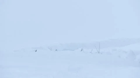 Snow Elk 스톡 동영상 61014828