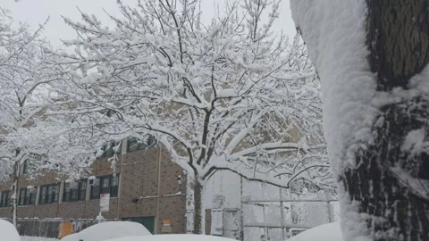 Snow-Encrusted Bare Tree Branches, Brooklyn NYC, Abstract Close-Up Blizzard 動画素材 329888794